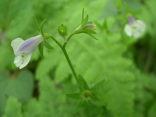 トキワハゼ(常盤はぜ、常盤黄櫨)_c0085874_12195358.jpg