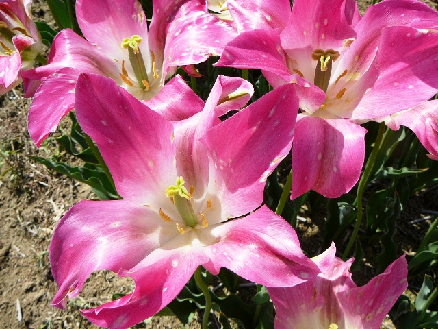 d0042474_151525.jpg
