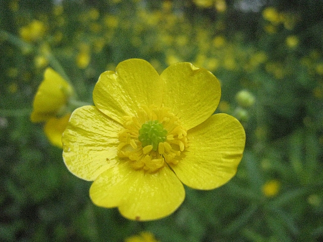 山道に咲く花。　　キンポウゲ（ウマノアシガタ）_f0127675_2181099.jpg