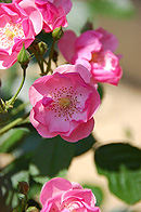 e0088576_14323578.jpg