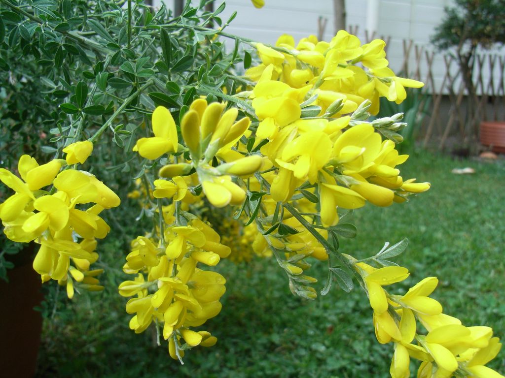 ミズナラの開花_c0025115_1763928.jpg
