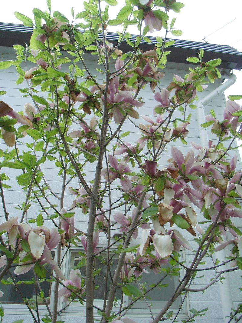 ミズナラの開花_c0025115_1791592.jpg