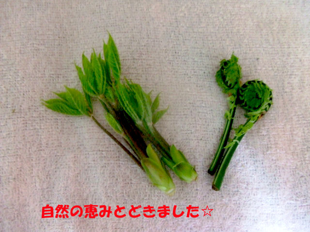 f0059334_96314.jpg