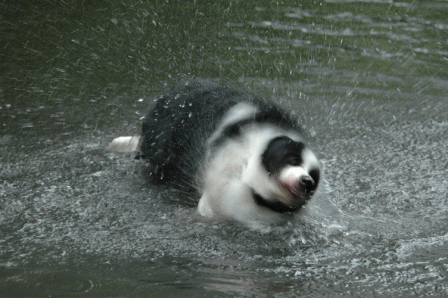 d0077740_10412058.gif