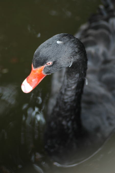 井の頭公園の象さん_e0095142_653147.jpg