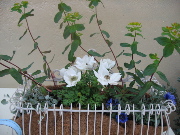 c0079951_10317.jpg