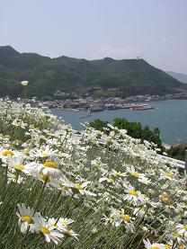 因島の除虫菊　　　　　　　　　　　　　　　　　　　　　　　　広島県・因島_e0074251_1214466.jpg