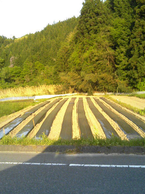 雨 降らないで～_f0071456_22344154.jpg