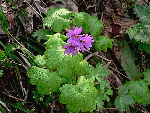 濃昼山道 三 エゾオオサクラソウ サクラソウ科 野に咲く北国の花