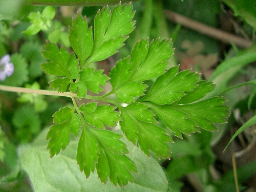 ムラサキケマン(紫華鬘)_c0085874_14154041.jpg