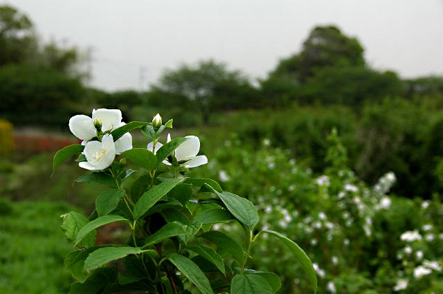 a0044076_21531433.jpg