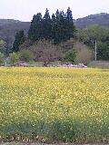 菜の花_d0027486_2042496.jpg