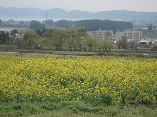 菜の花畑_a0096989_17554622.jpg