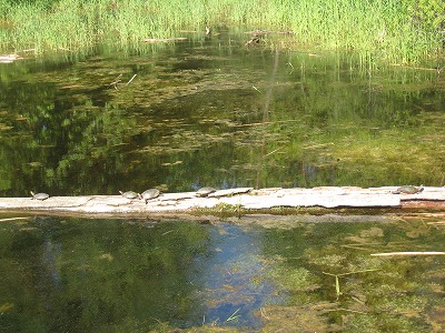 e0109202_11383843.jpg