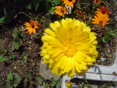 c0052304_7412076.jpg