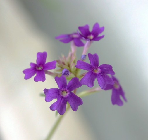 Plants in veranda_b0026610_22244744.jpg