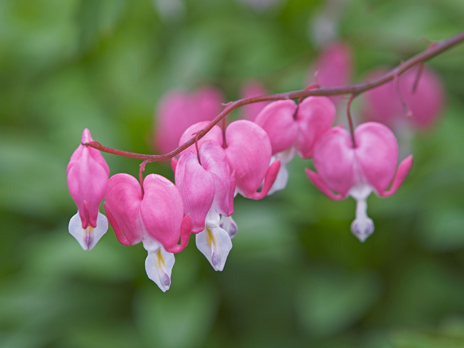 我が家の花たち（多分その壱）_a0041722_1518252.jpg