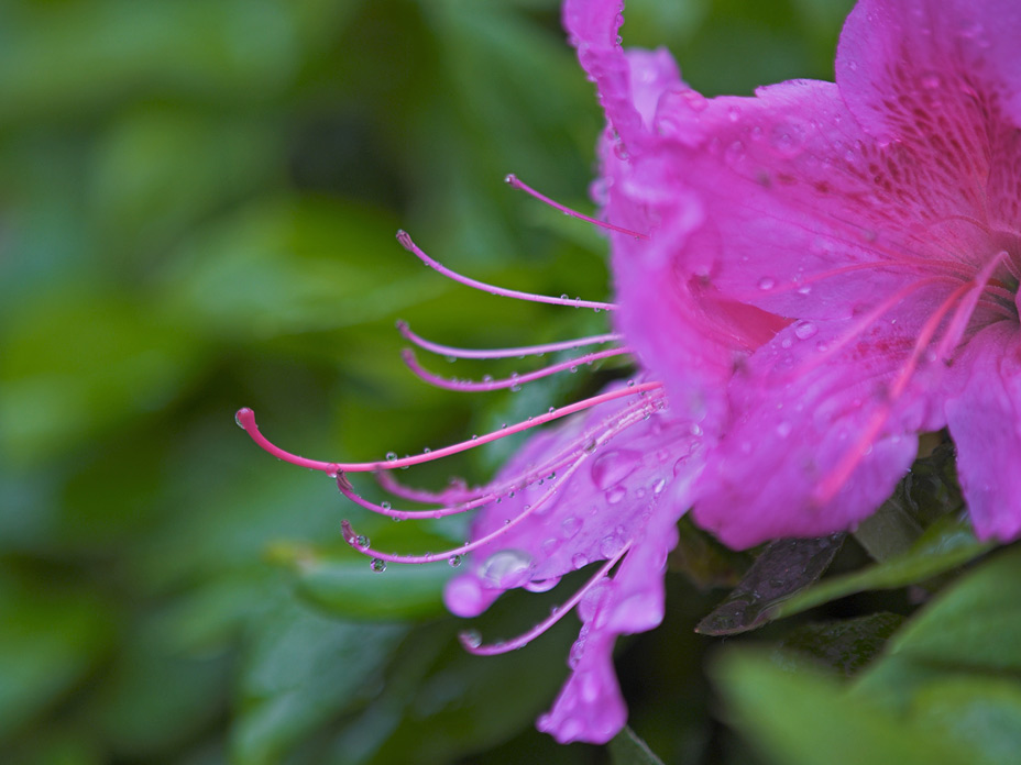 我が家の花たち（多分その壱）_a0041722_15205816.jpg