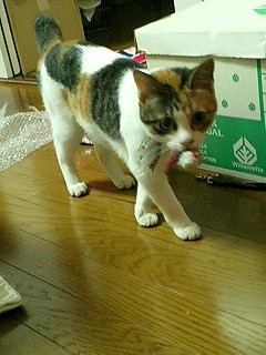 でーっへ!_b0072729_1221910.jpg
