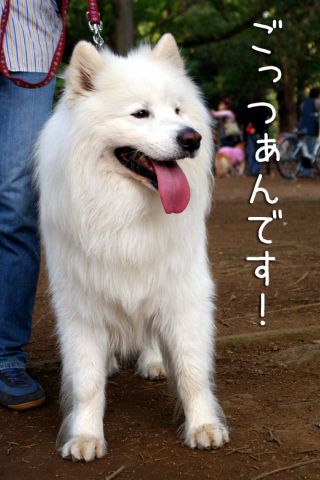 犬相撲ドッグラン場所_c0062832_183062.jpg