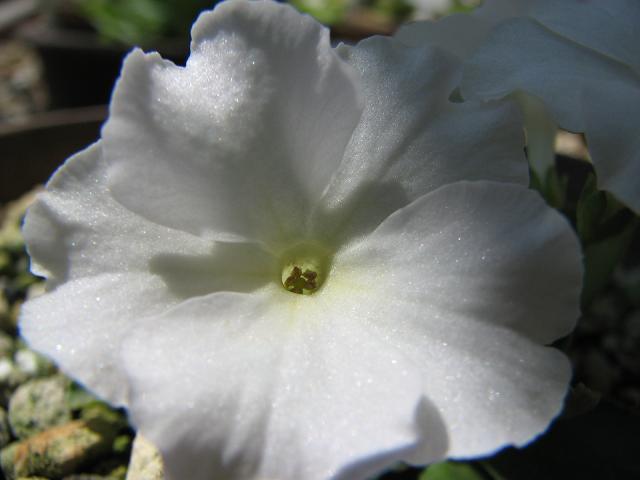f0099535_21563.jpg