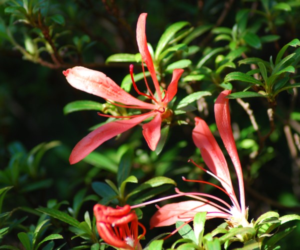 変わった山つつじの花 ほっとひと息 変わった山つつじの花 ほっとひと息