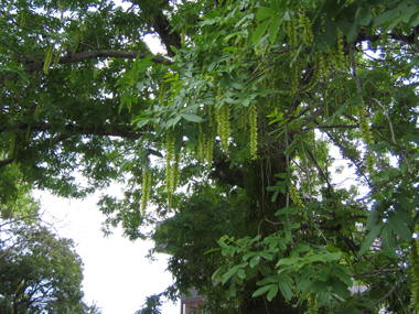 e0110940_1532574.jpg