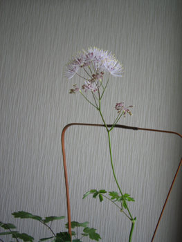 e0110940_835073.jpg