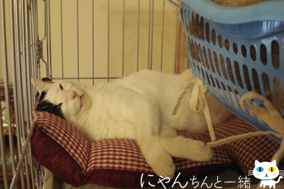 目、閉じ忘れ…_e0031853_1644522.jpg