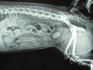 特別入院患者_b0059154_23101336.jpg