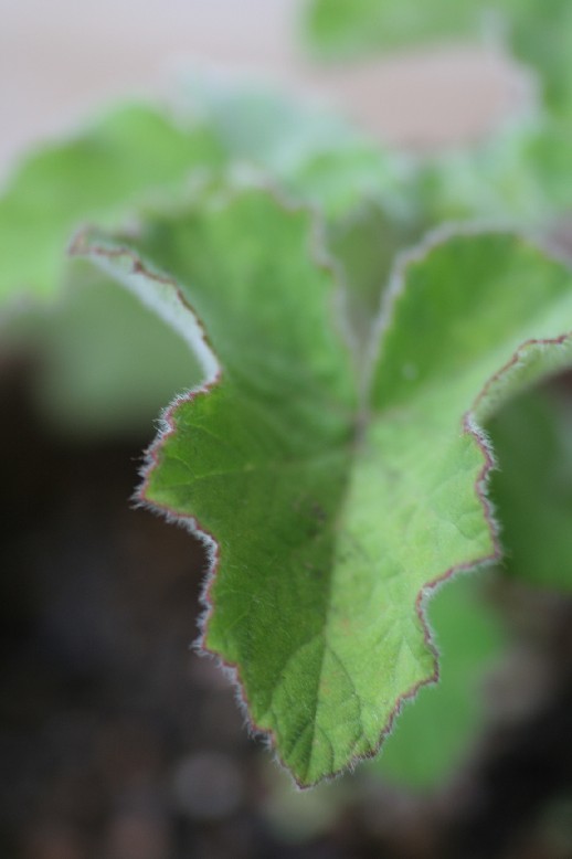 77.　ミントゼラニウム　Mint Geranium_c0012454_1813776.jpg