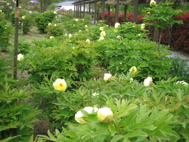 晩生の牡丹と芍薬_f0085369_61721.jpg