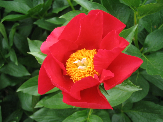 f0085369_62589.jpg