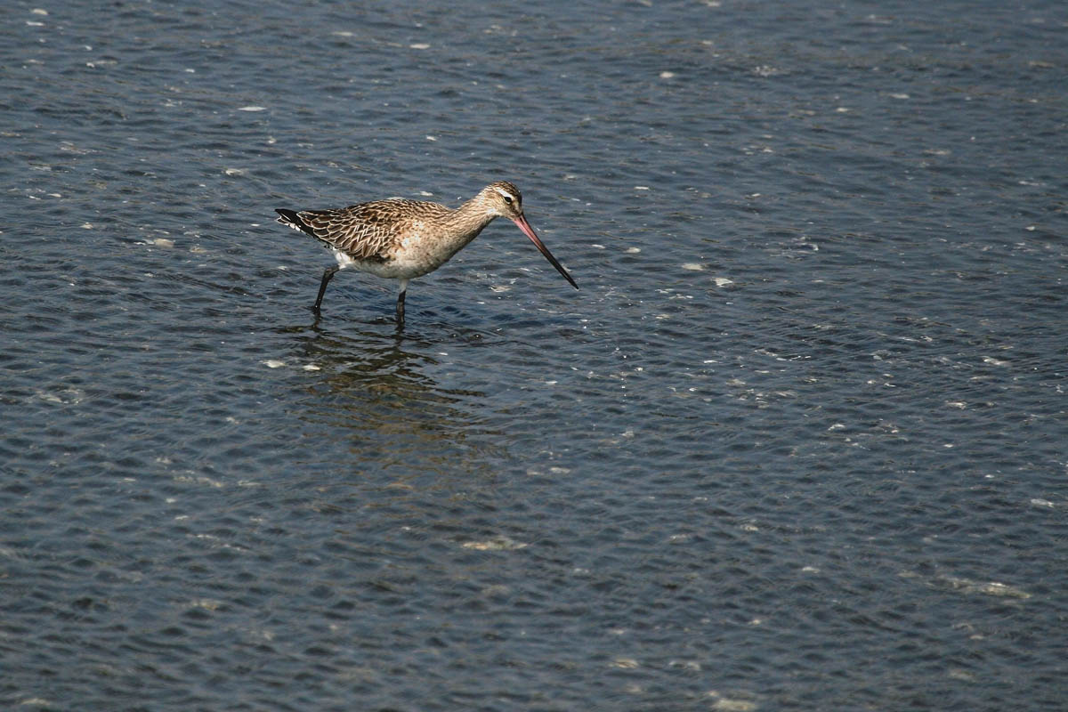 オオソリハシシギ　無着陸離飛行ナンバーワン_a0083081_17312378.jpg