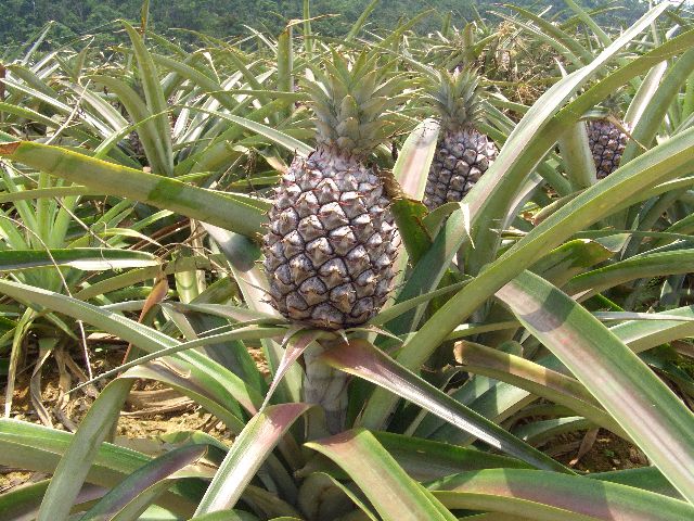 石垣島パイナップル畑 カズランアルバム