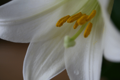 d0100192_2295439.gif