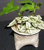 どれにしようと迷ってしまう キュートな植木鉢♪_e0063296_2322672.jpg