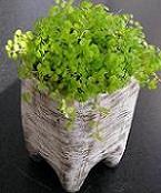 どれにしようと迷ってしまう キュートな植木鉢♪_e0063296_2324690.jpg