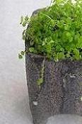 どれにしようと迷ってしまう キュートな植木鉢♪_e0063296_234936.jpg