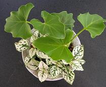 どれにしようと迷ってしまう キュートな植木鉢♪_e0063296_2353948.jpg