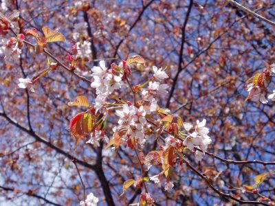 花情報_d0102327_2344777.jpg