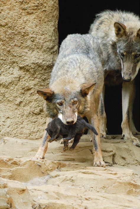 黒い塊 週刊子オオカミニュース １週目 動物園始めました