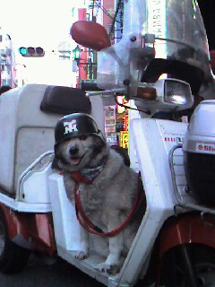 犬タンデムの神様（ちょっと惜しい）_f0010639_20113380.jpg