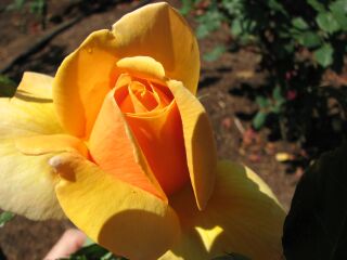 e0040452_1728411.jpg