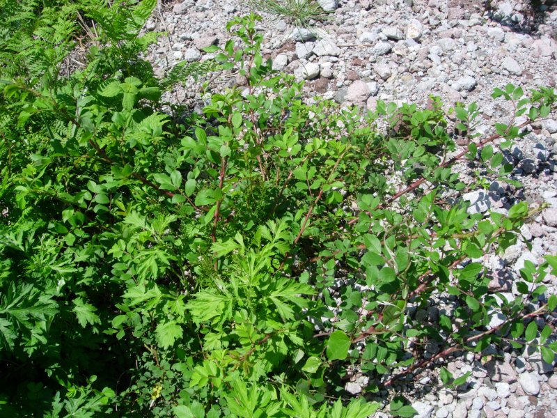 c0016259_23204783.jpg