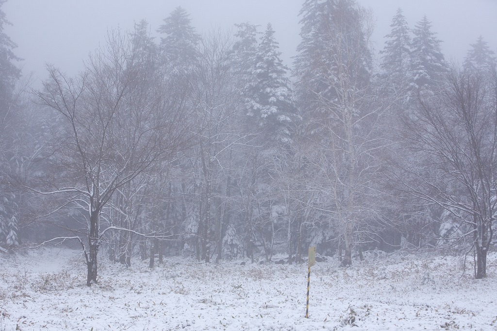 峠は雪景色だすよ～（笑）_a0039860_2032340.jpg