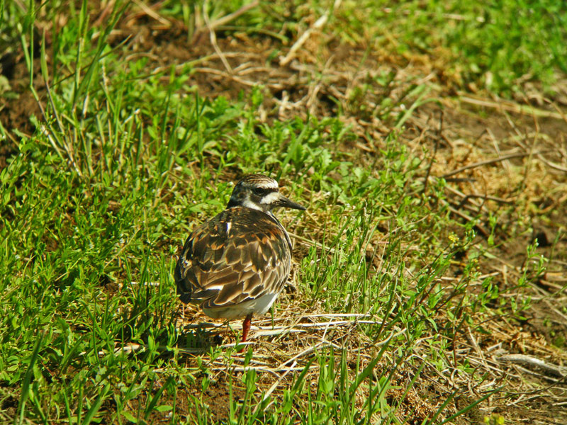 田んぼに馴染むキョウジョシギ_f0055184_22171915.jpg