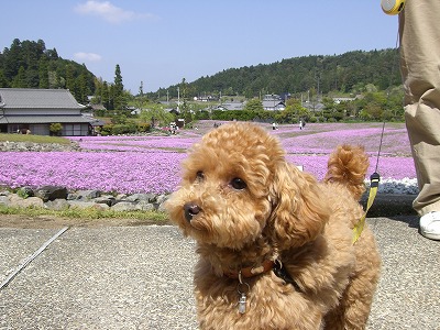 花のじゅうたん～今頃　Ｇ・Ｗネタでごめんなさい_a0096494_132224100.jpg