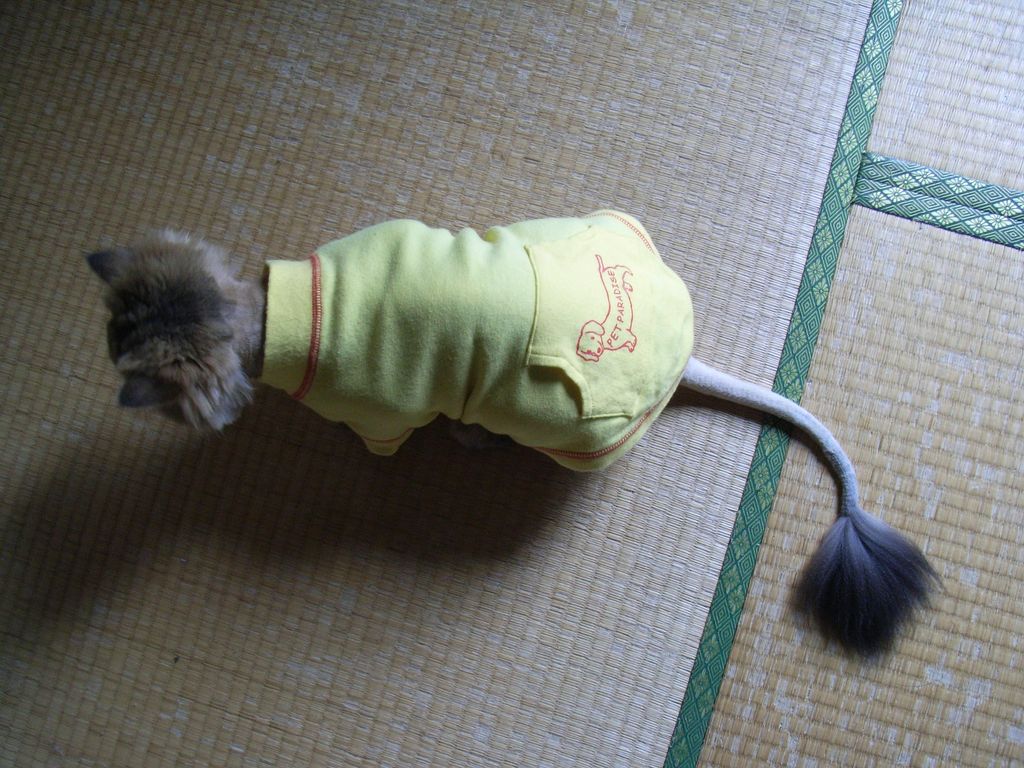 武蔵丸の衣替え_c0025115_0242492.jpg