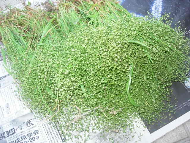 c0085916_973461.jpg